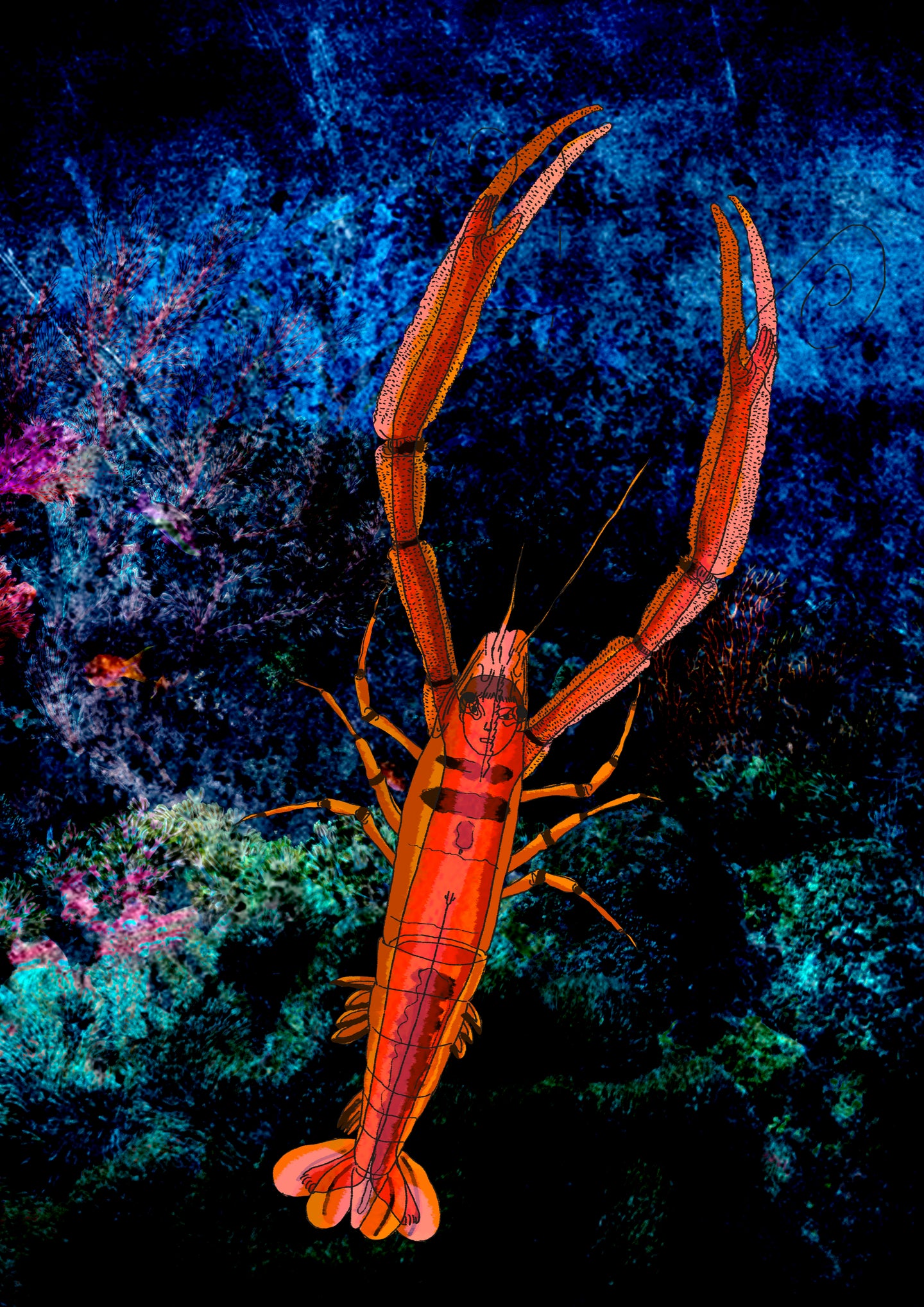 Prawn