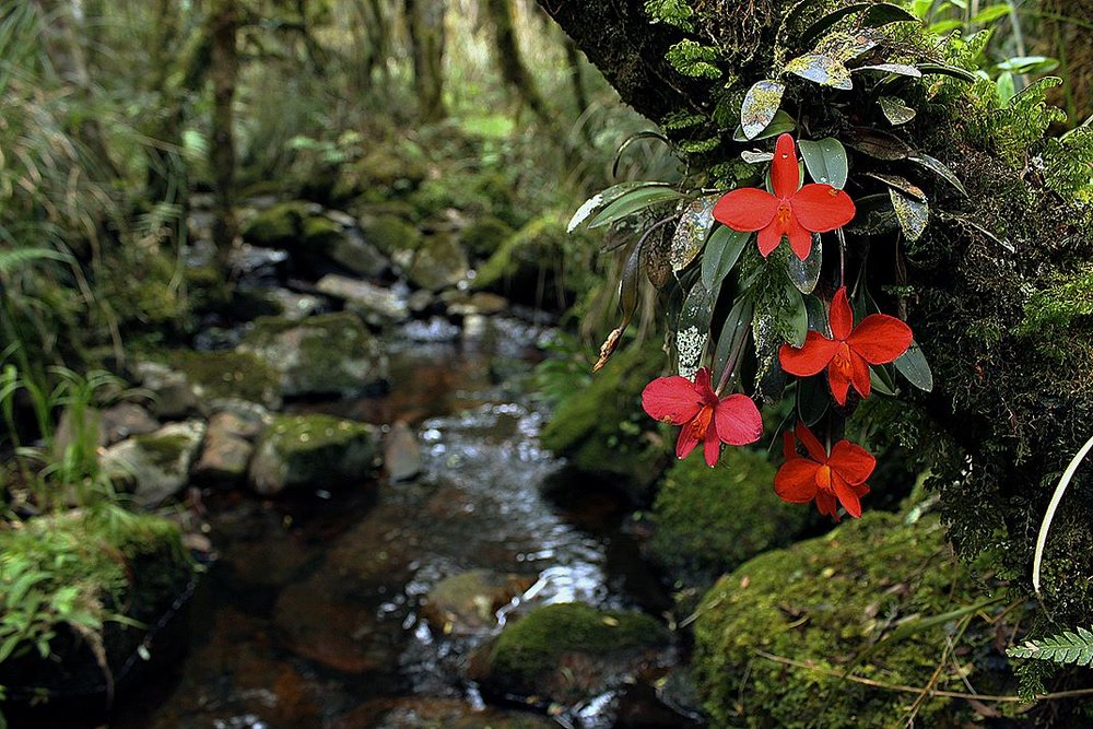Cattleya coccinea Lindl