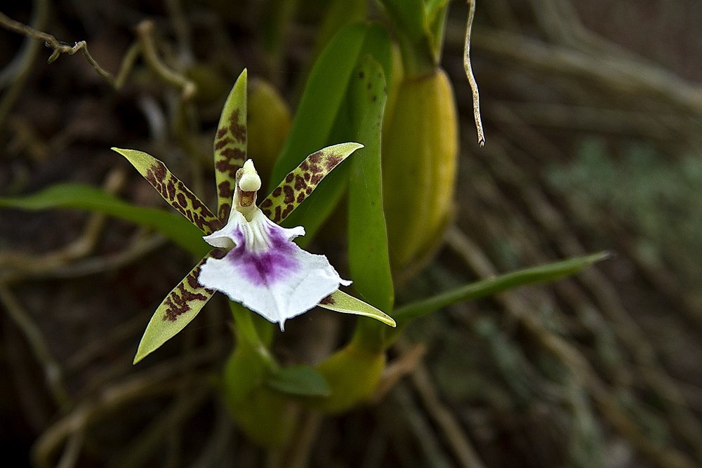 Aspasia lunata Lindl